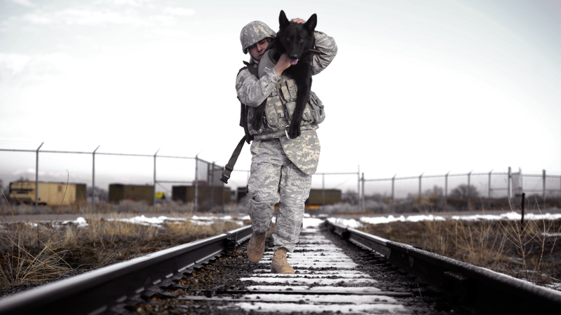 Illustration for article titled 26 Awesome Photos of War Dogs Showing How Badass and Cute They Can Be